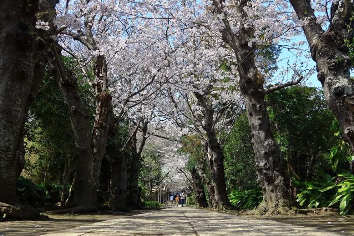 極楽寺の参道と桜