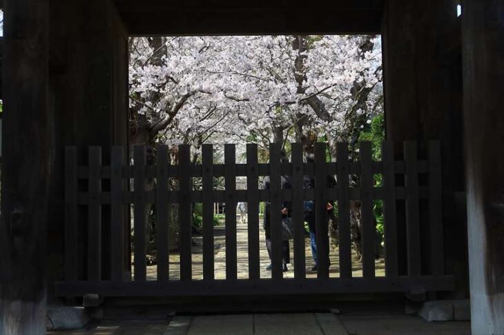 極楽寺の山門と桜（ソメイヨシノ）