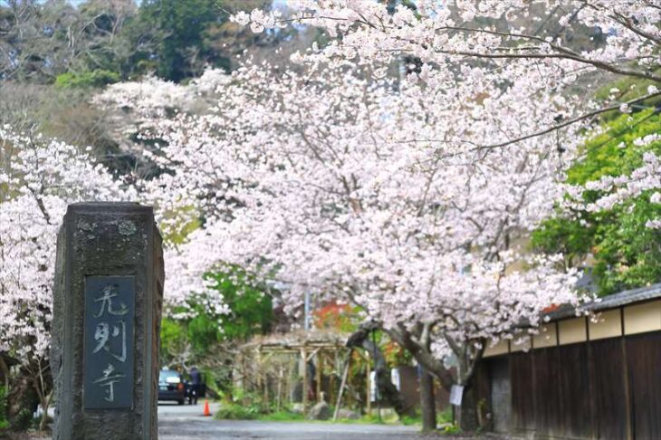 光則寺の桜