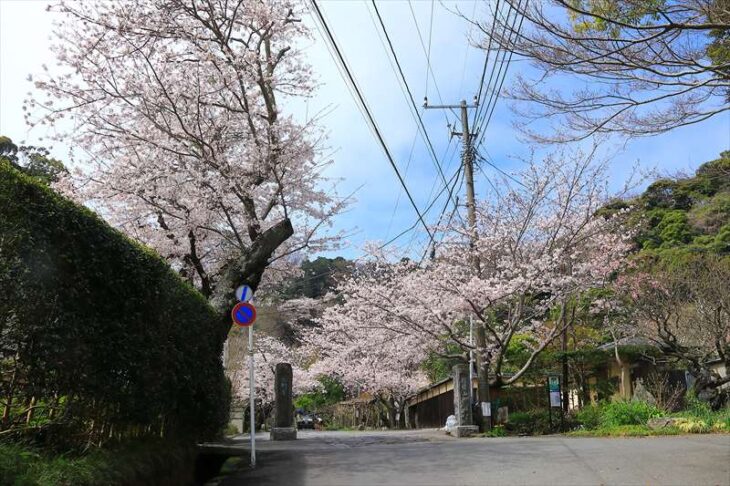 光則寺の参道の桜