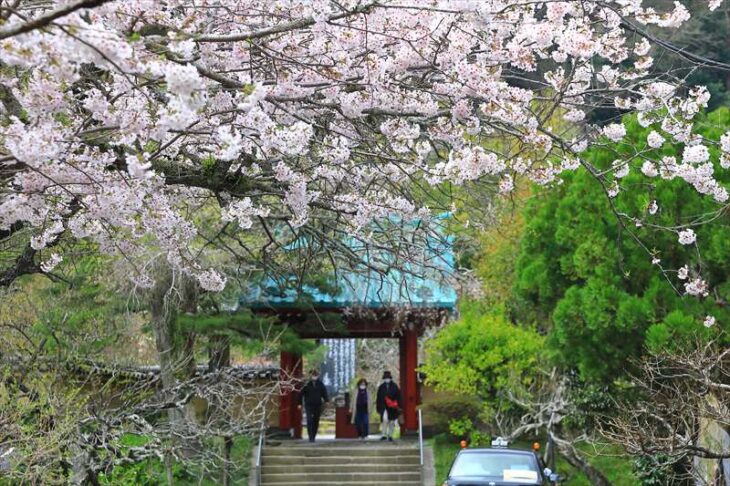 光則寺の桜
