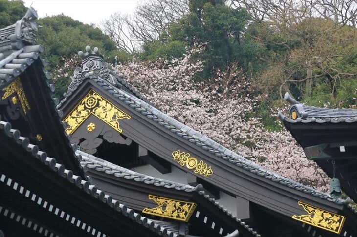 長谷寺の観音堂と桜