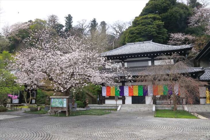 長谷寺の桜（ソメイヨシノ）