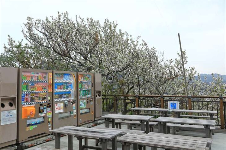 長谷寺 見晴台横の桜
