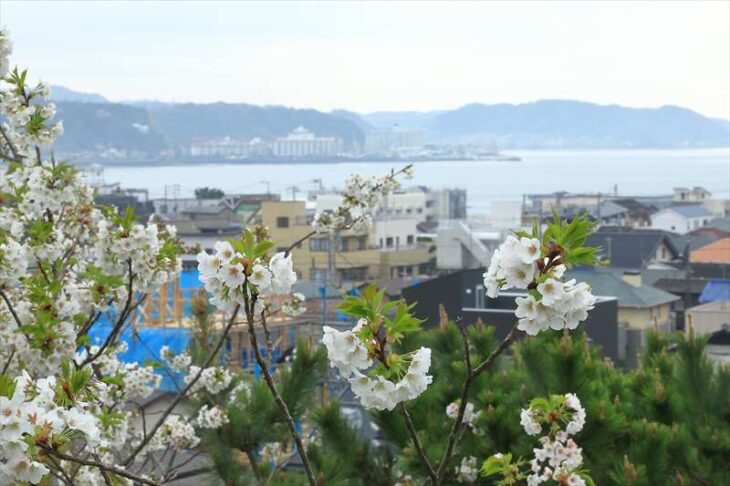 長谷寺から見る海と桜