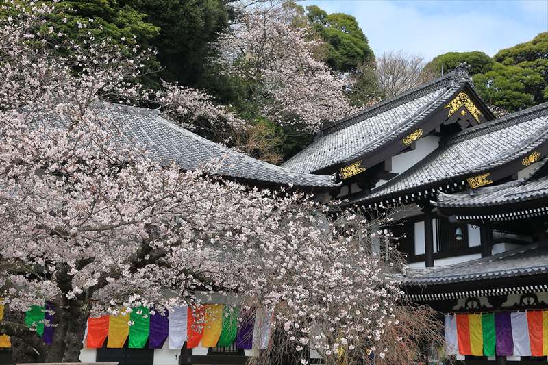 長谷寺と桜