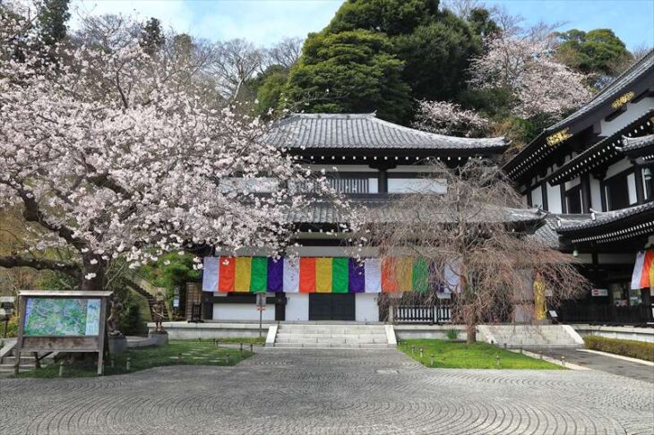 長谷寺と桜