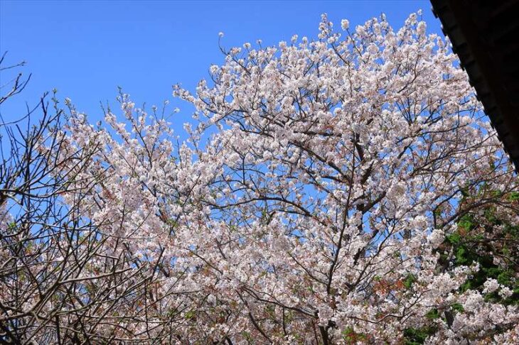 宝戒寺の桜
