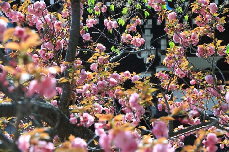 本覚寺の八重桜