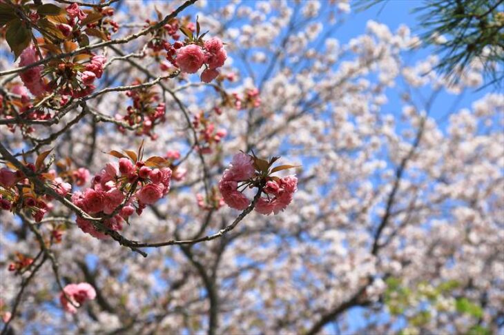 本覚寺の桜