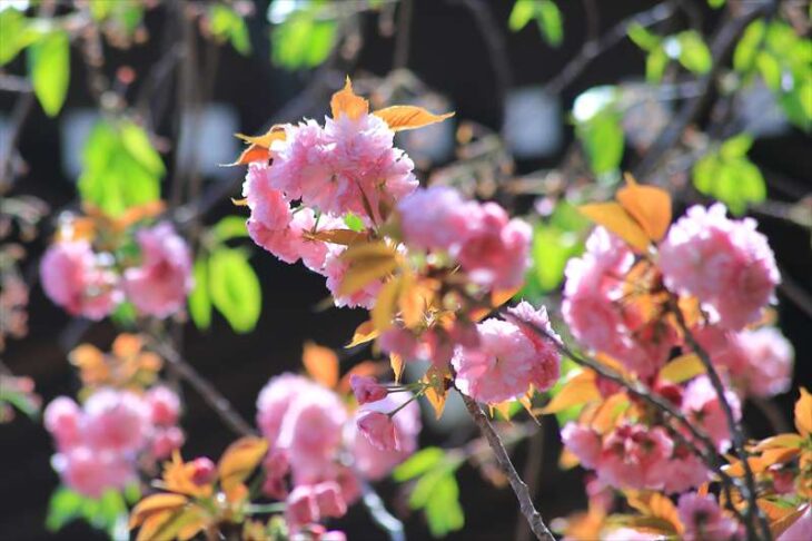 本覚寺の八重桜