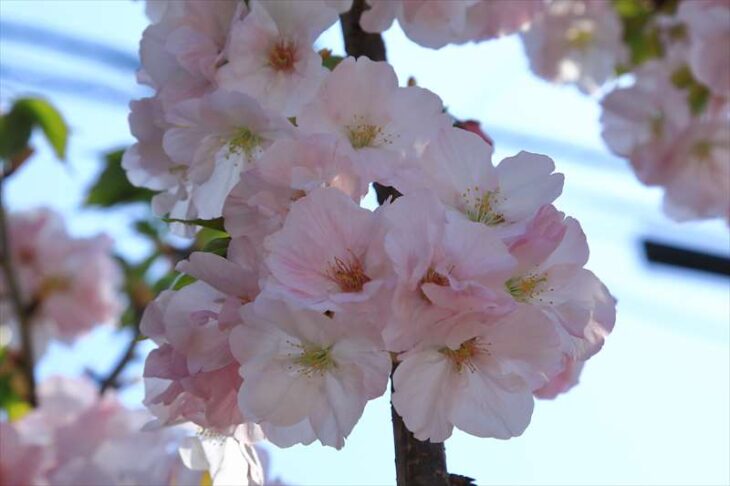 本覚寺の御車返しの桜