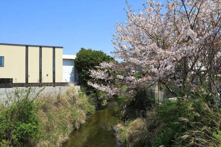 夷堂橋から見る滑川と桜