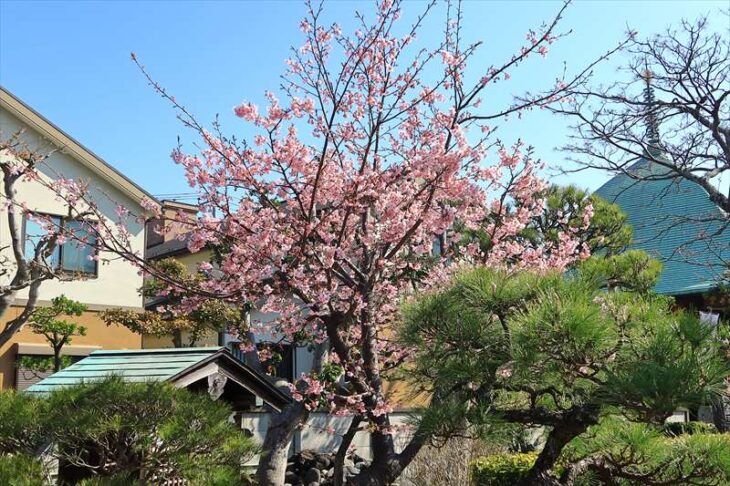 本覚寺の河津桜