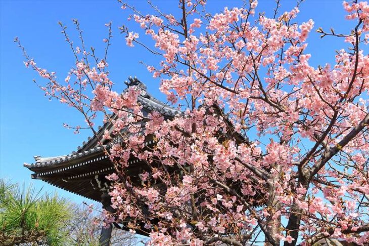 本覚寺の河津桜