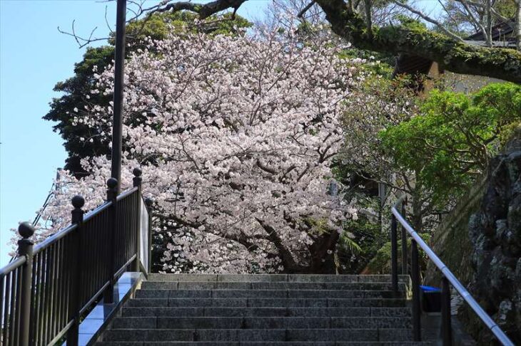 成就院の桜