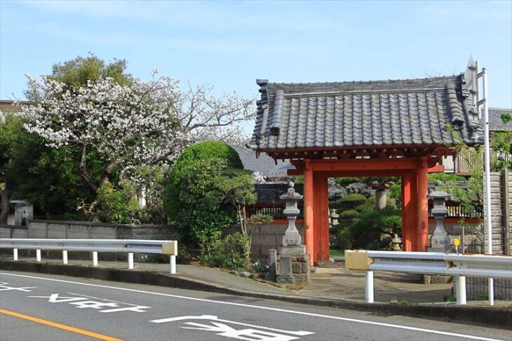 浄泉寺の桜
