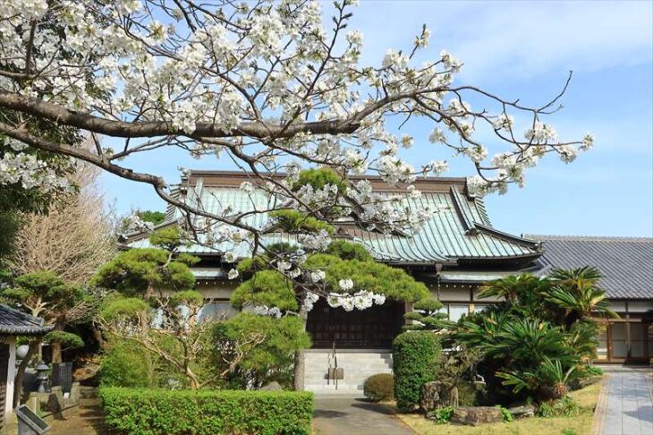 浄泉寺の桜