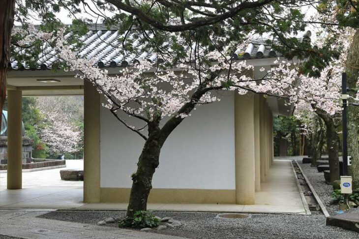 高徳院の桜