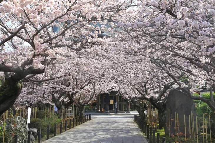 建長寺の三門前の桜（ソメイヨシノ）のアーチ