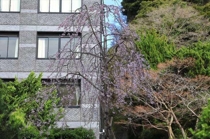 建長寺の枝垂れ桜
