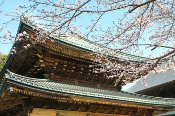 建長寺 仏殿脇の桜