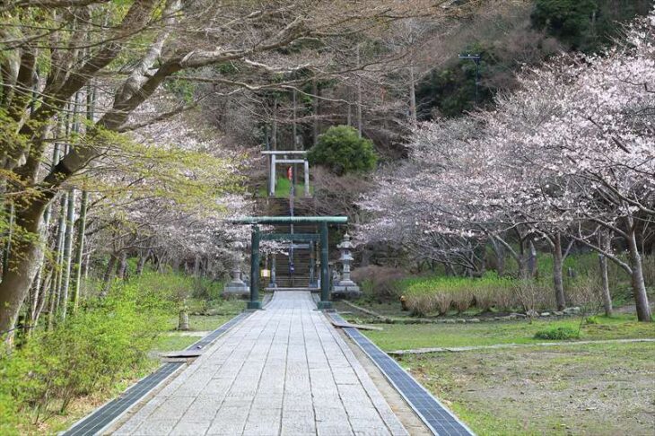 半僧坊へ続く参道の桜並木