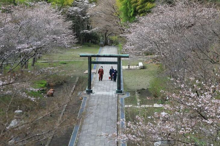 半僧坊へ続く参道の桜並木