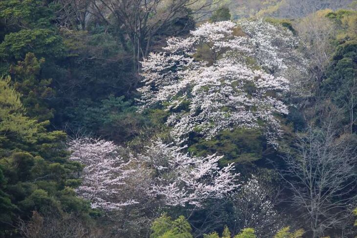 半僧坊から見る山の桜