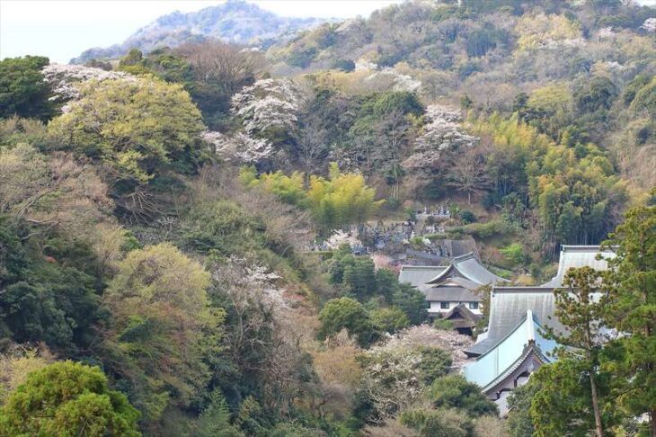 半僧坊から見る山の桜