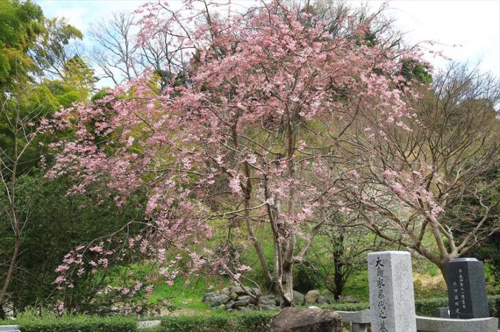 建長寺 回春院の桜