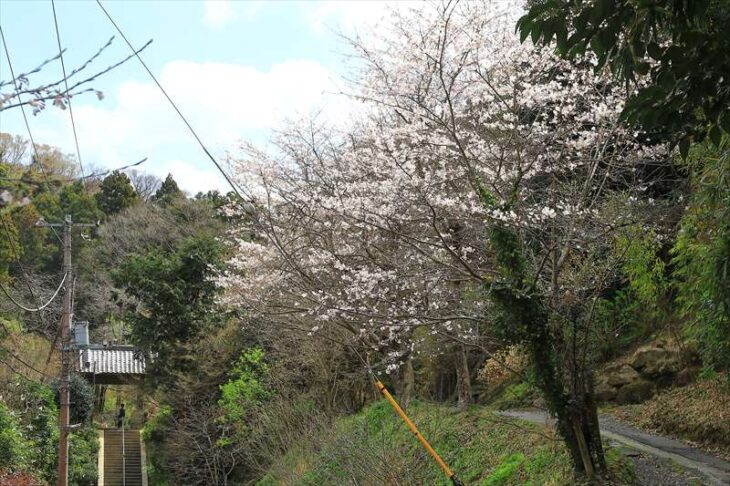 建長寺 回春院の桜