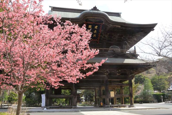 建長寺の三門とおかめ桜
