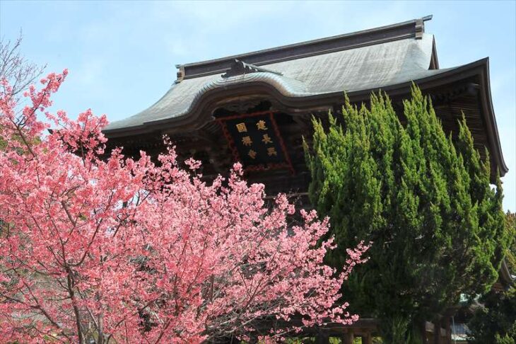 建長寺の三門前のおかめ桜
