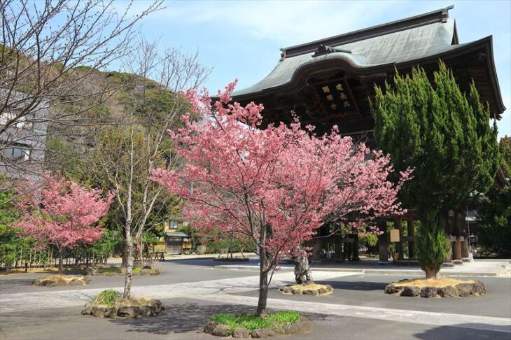 建長寺の三門前のおかめ桜