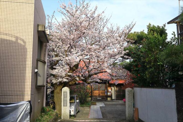 向福寺の桜