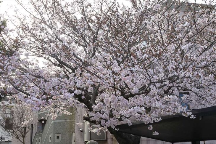 向福寺の桜