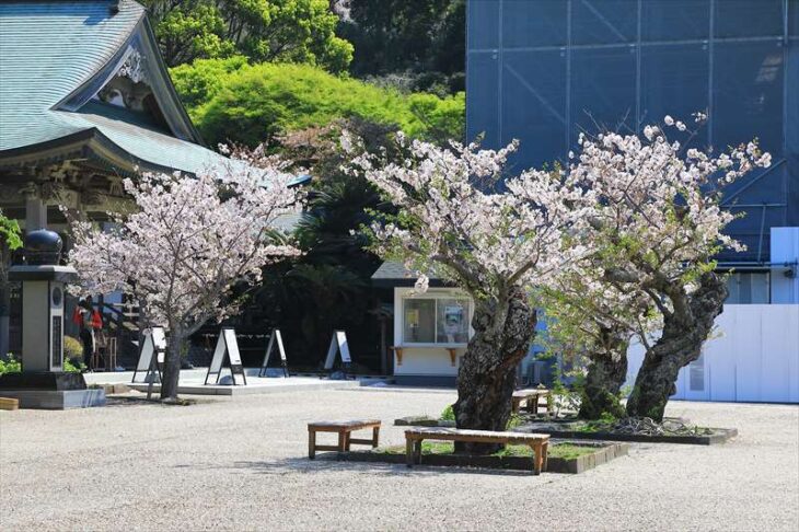光明寺の桜