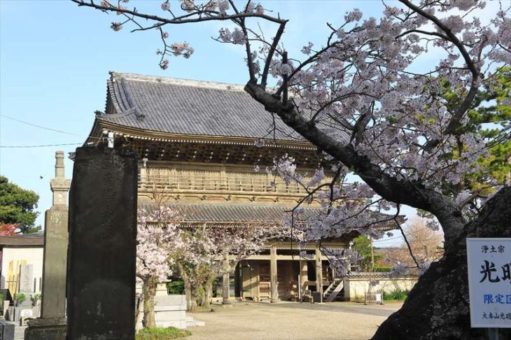 光明寺の桜