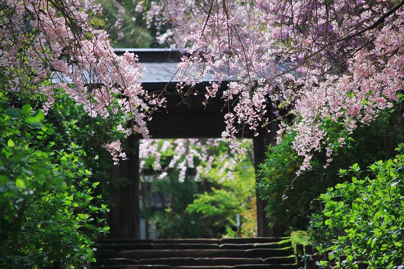 明月院と桜