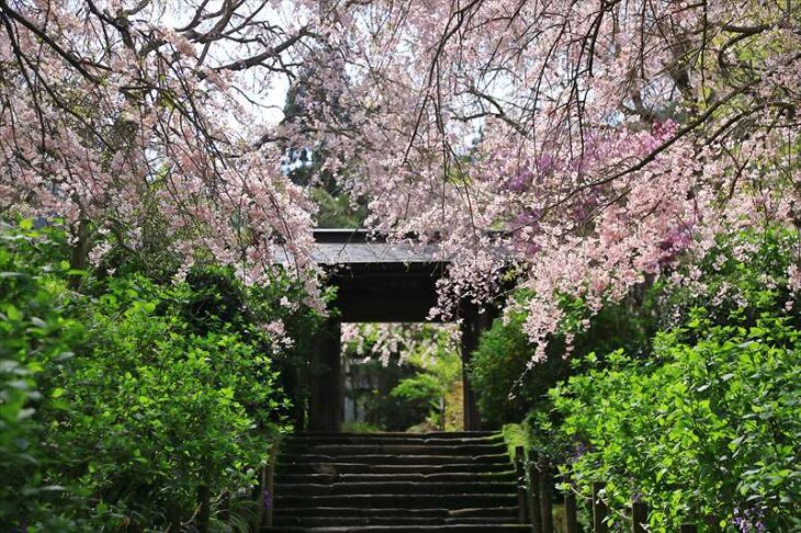 明月院の桜
