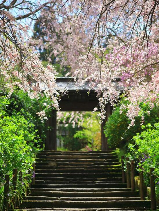 明月院の桜