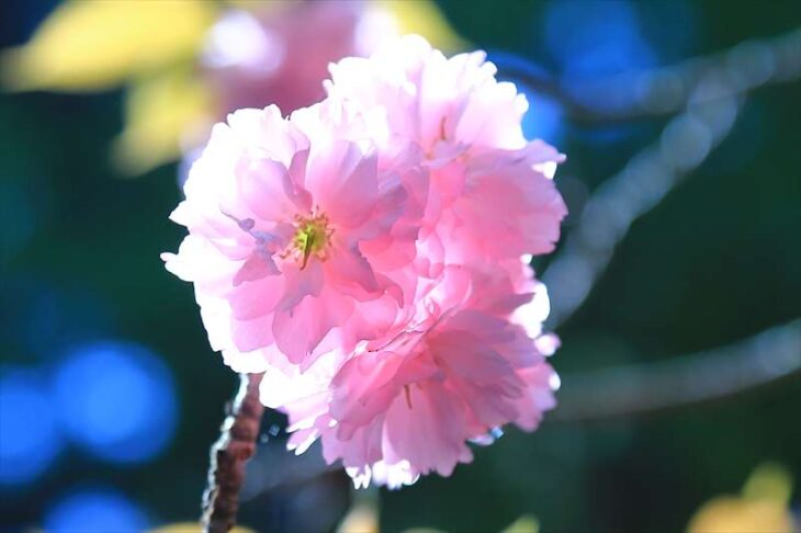 妙本寺の八重桜