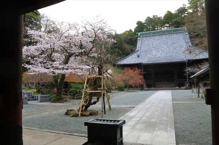 妙本寺と桜（ソメイヨシノ）