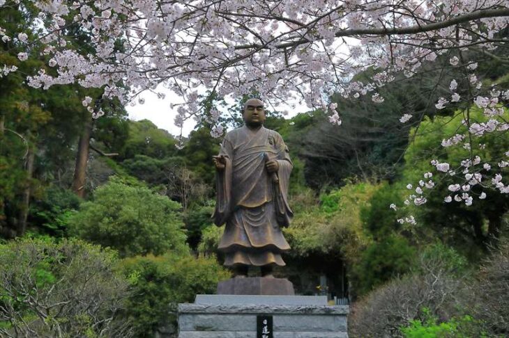 妙本寺の桜と日蓮聖人像