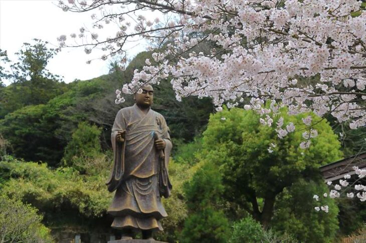妙本寺と桜（ソメイヨシノ）