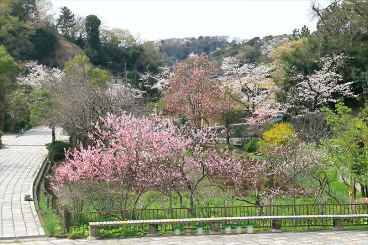 龍宝寺の桜や桃