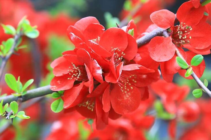龍宝寺の木瓜の花
