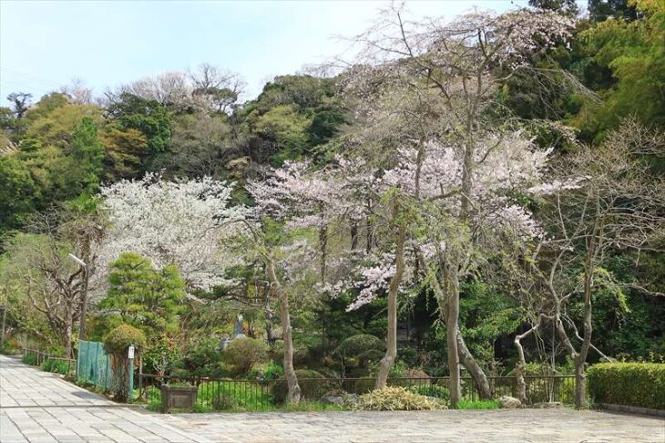 龍宝寺の桜