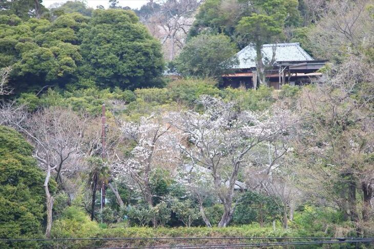 円覚寺 弁天堂前の桜